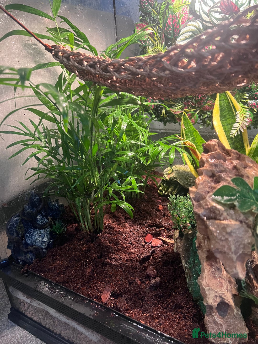 Gecko reptiles for sale: 2 baby crested geckos in Dunmow - Image 3