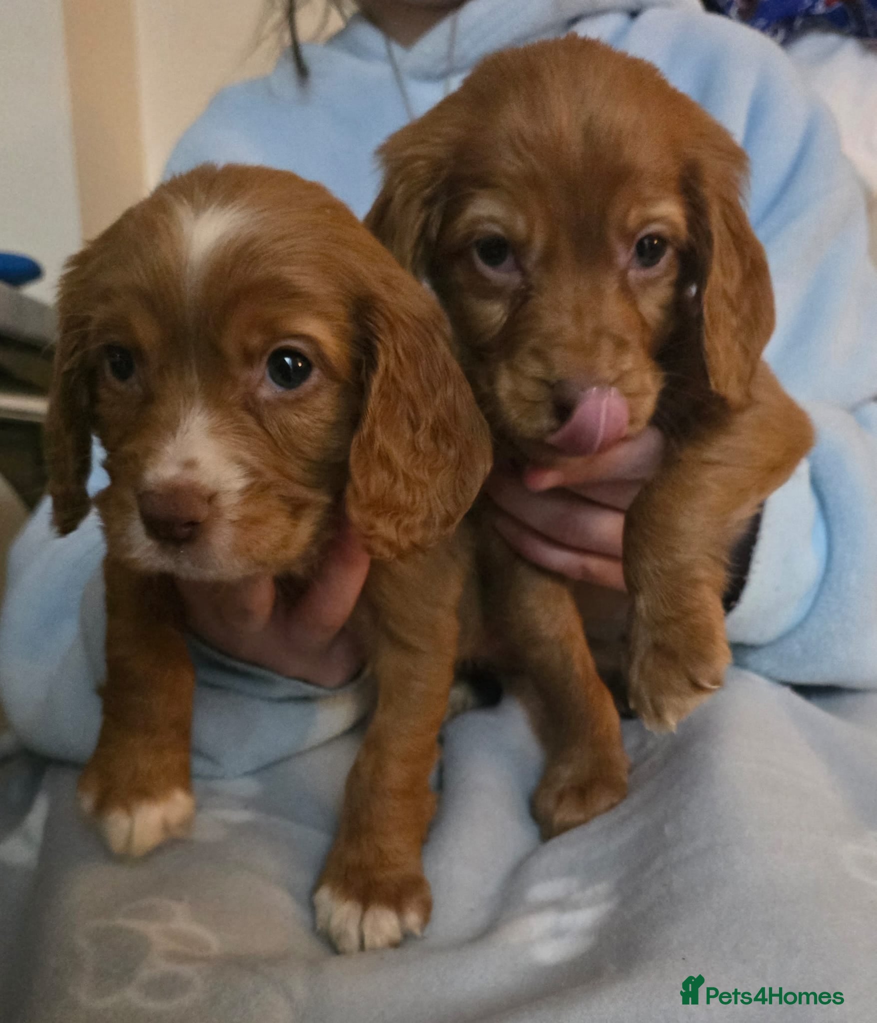 Cavapoo dogs Cavapoo puppies  - Advert 1