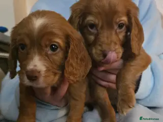 Cavapoo dogs Cavapoo puppies - Advert 1