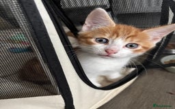 Mixed Breed cats for sale: 1 Gorgeous little boy left  - Image 2