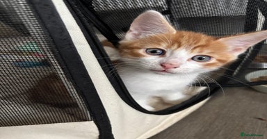 Mixed Breed cats - Advert 5