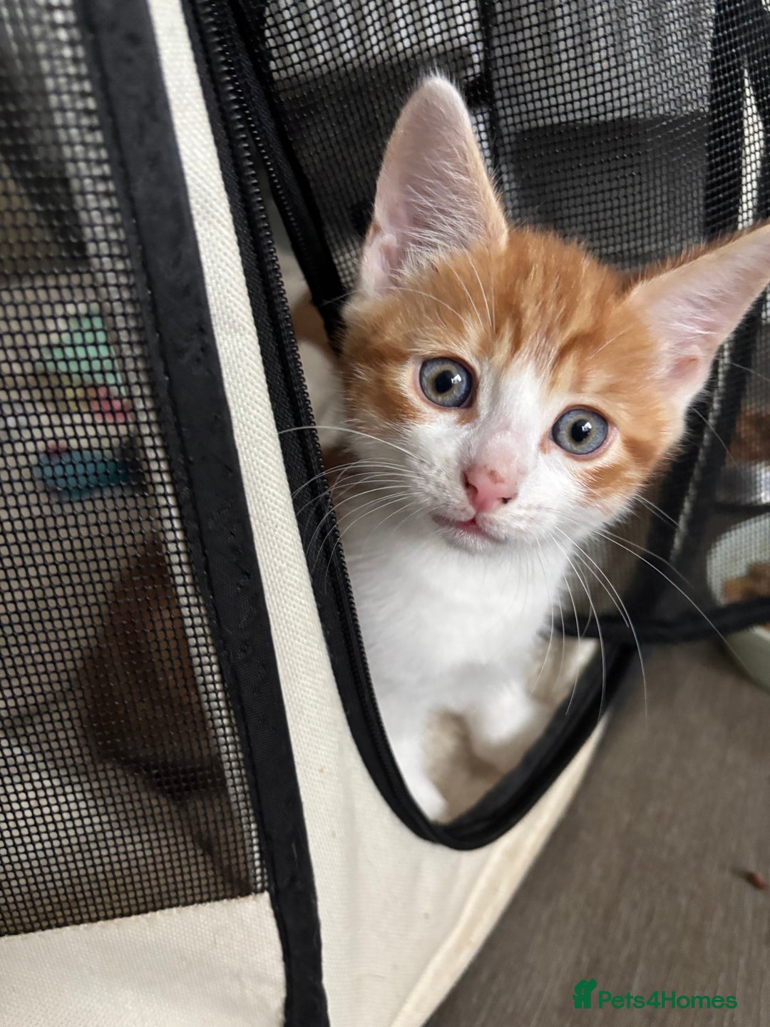 Mixed Breed cats for sale: 1 Gorgeous little boy left  - Image 2