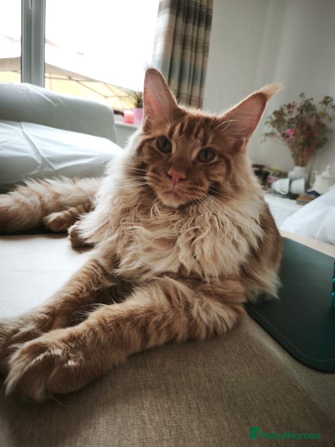 Maine Coon cats for sale: Xl Mainecoon red,silver girl  - Advert 6