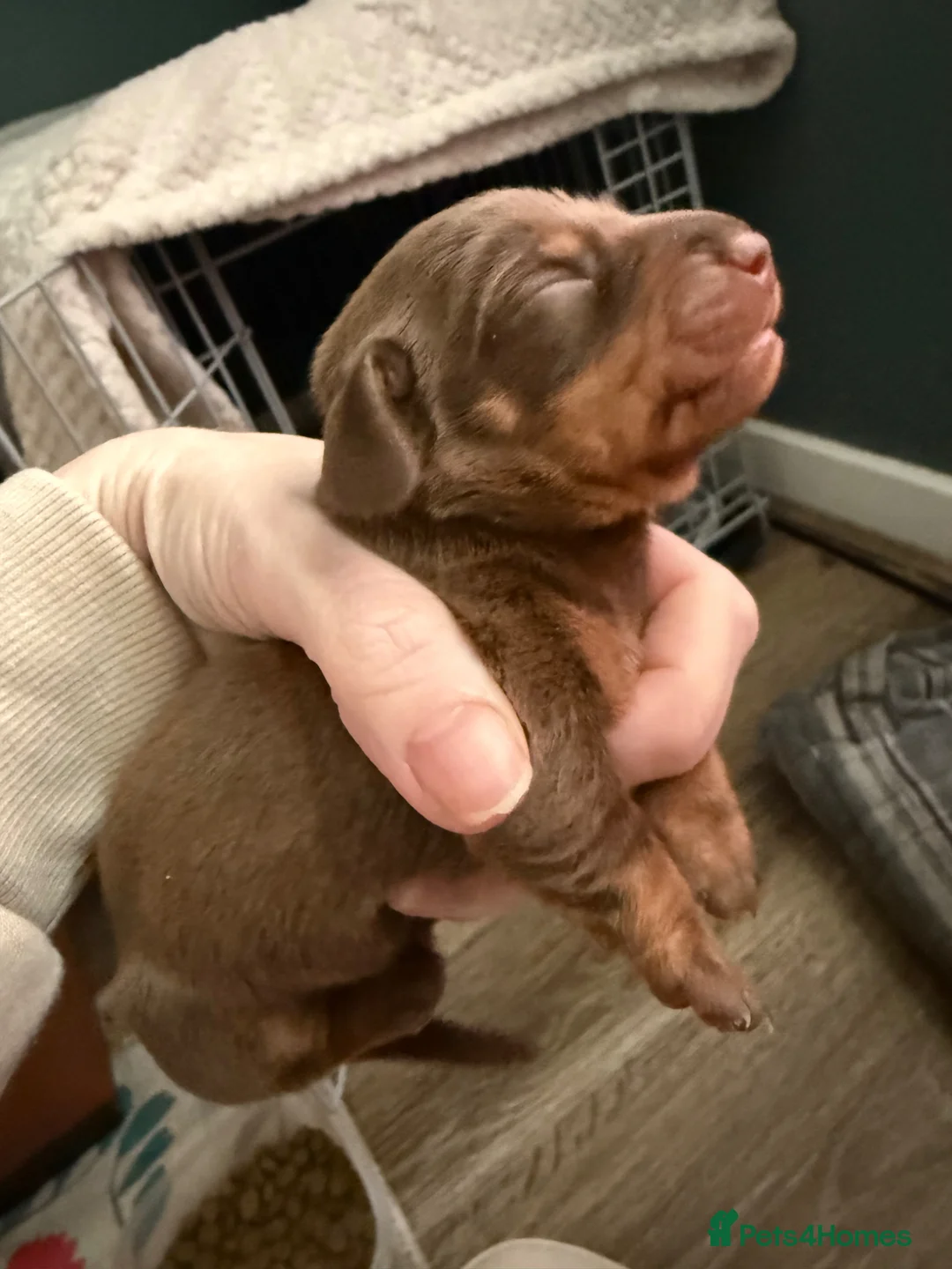 Miniature Dachshund dogs for sale: Beautiful Light Brown & Tan female dachshund.  in Cambridge - Advert 1