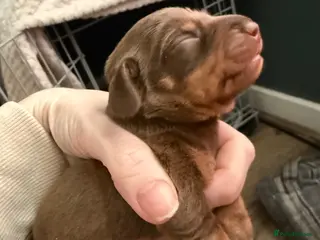 Miniature Dachshund dogs Beautiful Light Brown & Tan female dachshund. - Advert 16