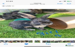 Mixed Breed rabbits for sale: Beautiful baby bunnies - Image 1