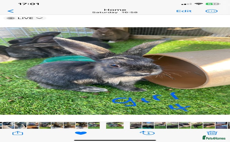 Mixed Breed rabbits - Advert 1