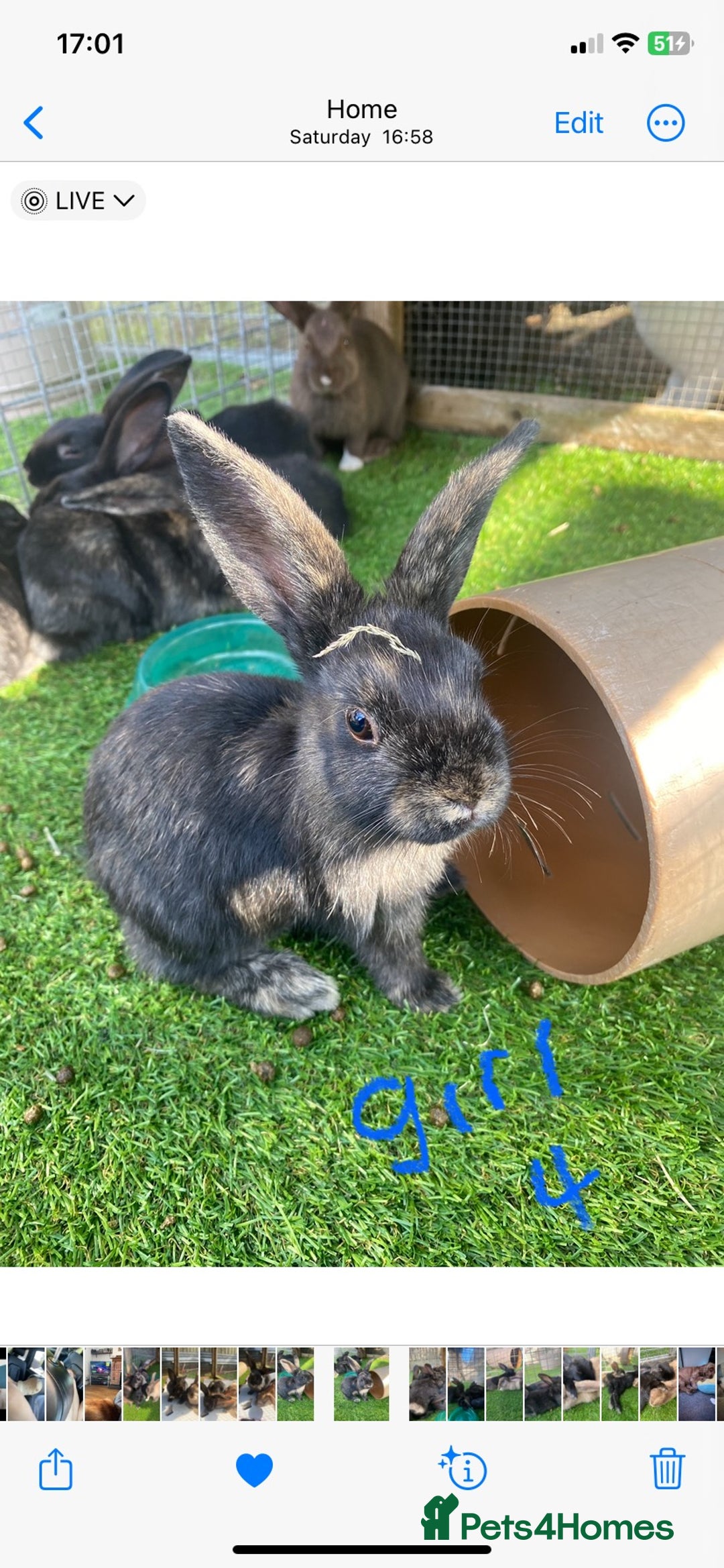 Mixed Breed rabbits for sale: Beautiful baby bunnies - Image 1