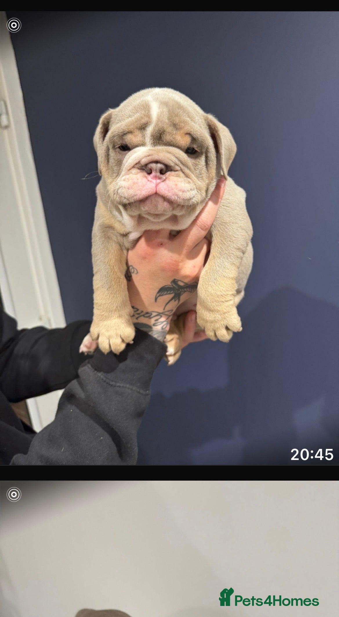 Mixed Breed dogs English bulldogs  - Advert 9