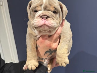 Mixed Breed dogs English bulldogs - Advert 1