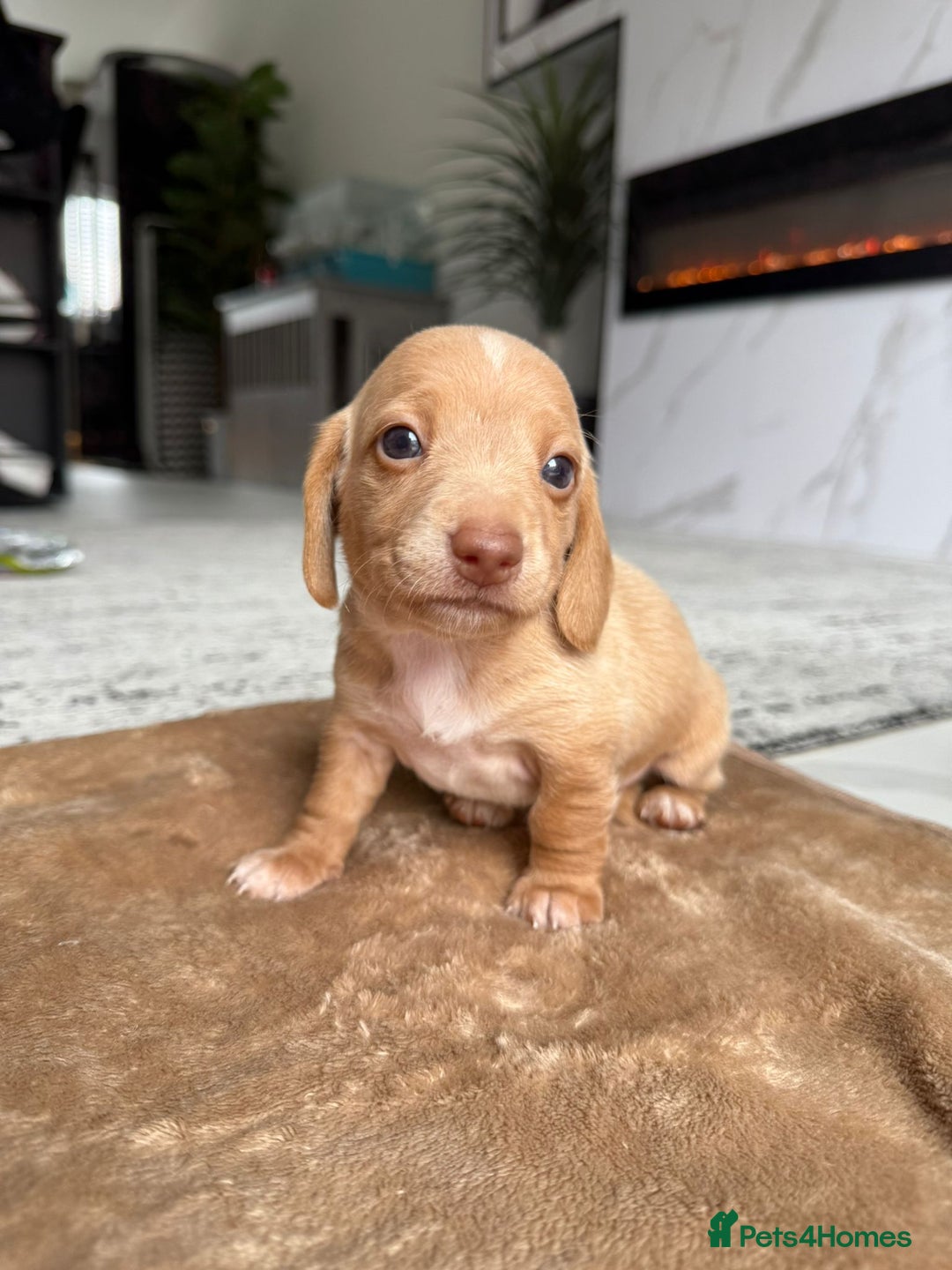 Miniature Dachshund dogs for sale: Miniature daschunds - Image 3