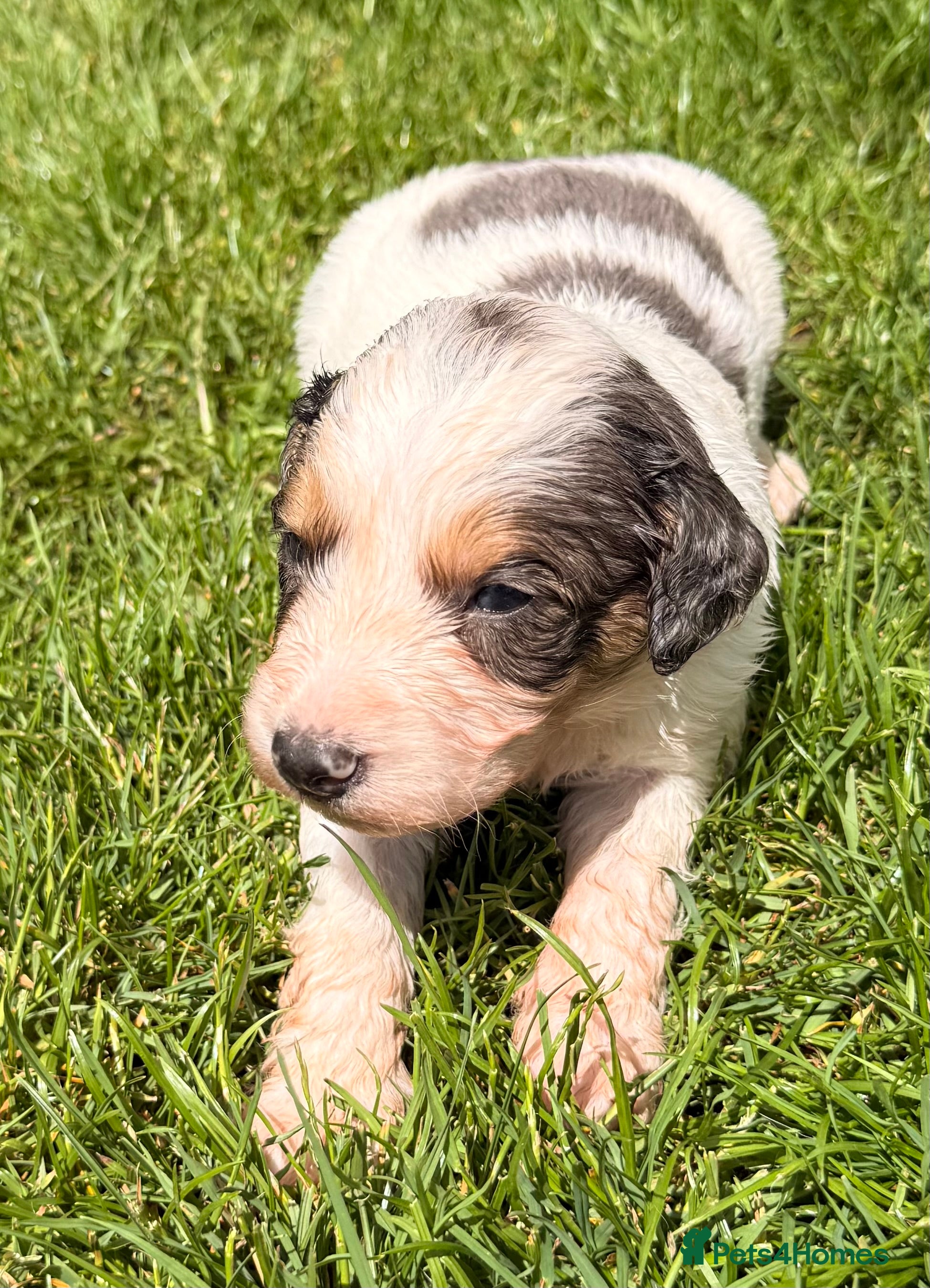 Australian Labradoodle dogs Australian double doodle puppies  - Advert 2