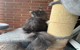 Maine Coon cats for sale: 3 Mainecoons  - Image 13