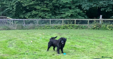 Mixed Breed dogs - Advert 14