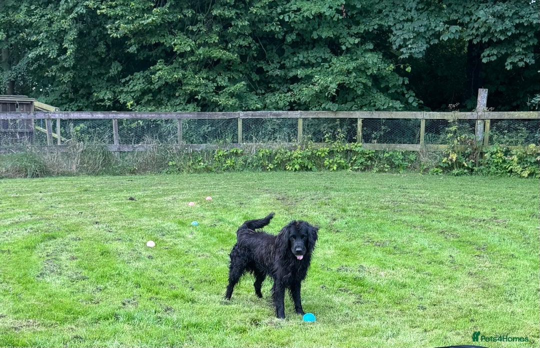 Mixed Breed dogs for sale: Fabulous Black Gold Retrievers - Image 3