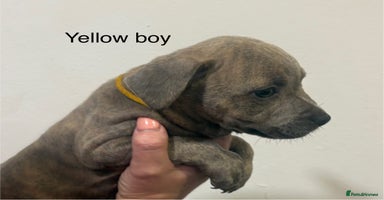 Staffordshire Bull Terrier dogs - Advert 1