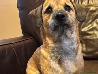 Mixed Breed dogs for sale - Advert 1