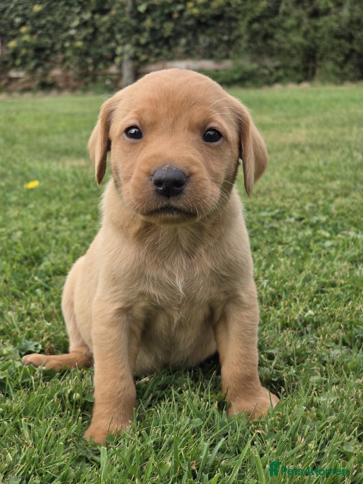 Labrador Retriever dogs *Beautiful kc, Dna clear labrador puppies* - Advert 2