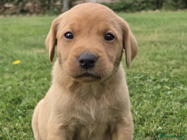 Labrador Retriever dogs for sale: *Beautiful kc, Dna clear labrador puppies* - Advert 2