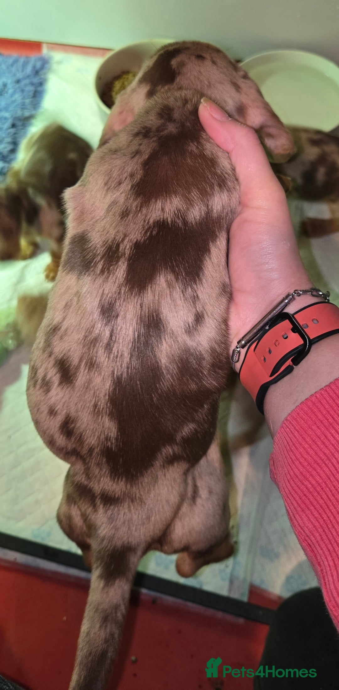 Miniature Dachshund dogs for sale: dapple pups - Image 2
