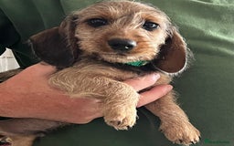 Miniature Dachshund dogs for sale: Beautiful Miniature Wirehaired Dachshunds - Image 4