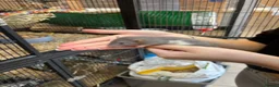 Rat rodents for sale: Hairless, dumbos and fancy rats - Advert 6