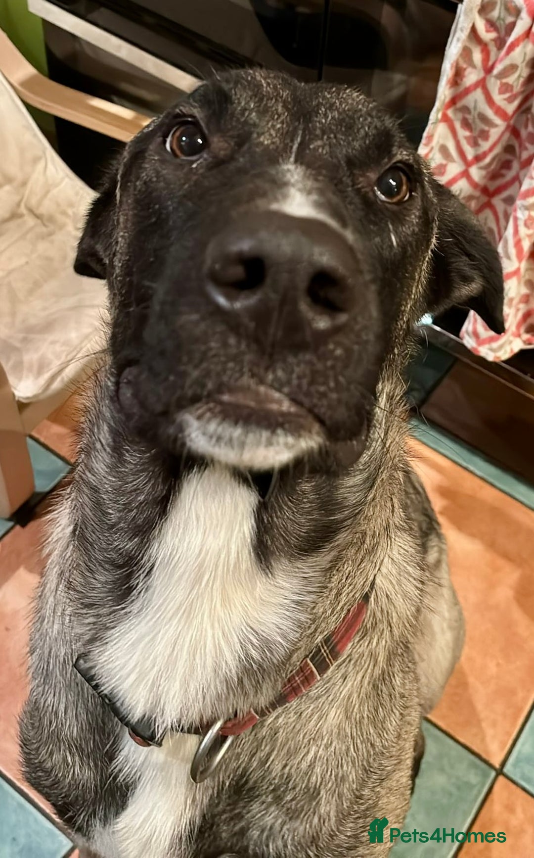 Mixed Breed dogs for sale: Rafeiro Alentejo  - Advert 4