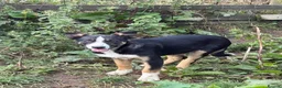 Border Collie dogs for sale: Pup ready to go  in Clitheroe - Advert 6