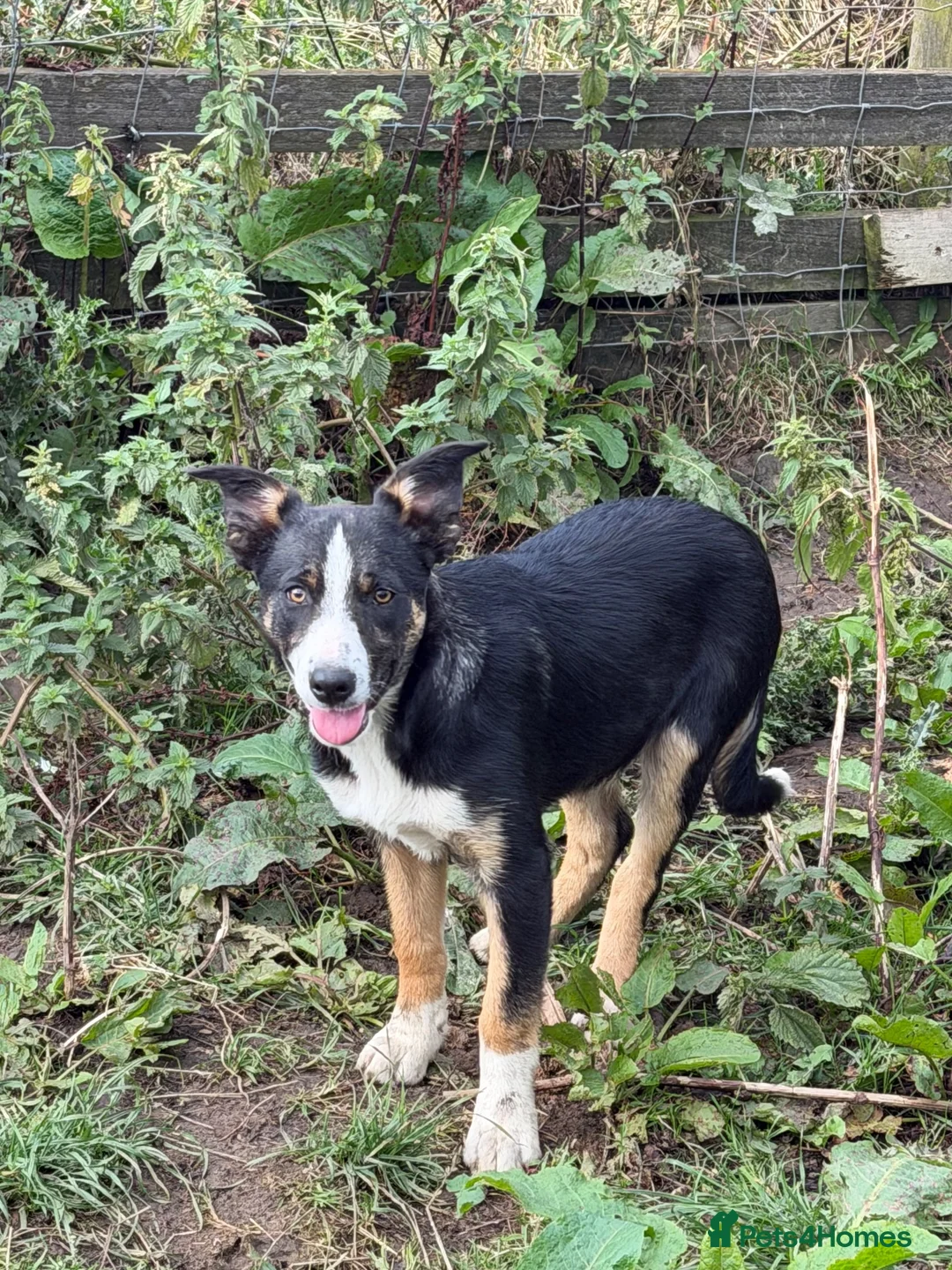 Border Collie dogs for sale: Pup ready to go  in Clitheroe - Advert 6