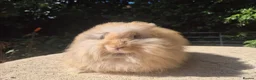Angora rabbits for sale: 🌟STUNNING ANGORA BABIES- maxi full face 🌟 - Advert 5