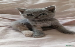 British Shorthair cats for sale: 4 beautiful British Shorthair kittens for sale - Image 9