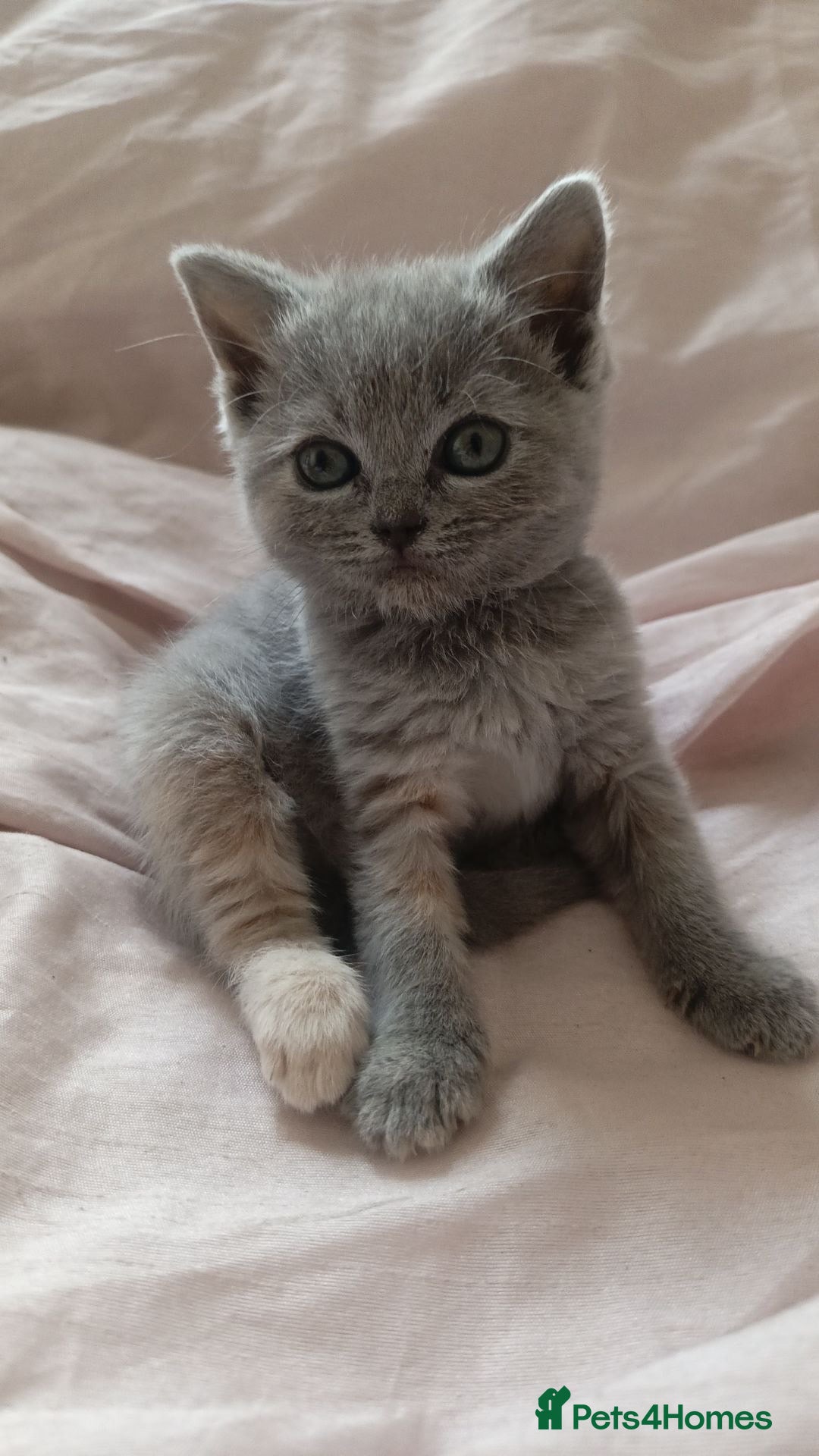 British Shorthair cats for sale: 4 beautiful British Shorthair kittens for sale - Image 9