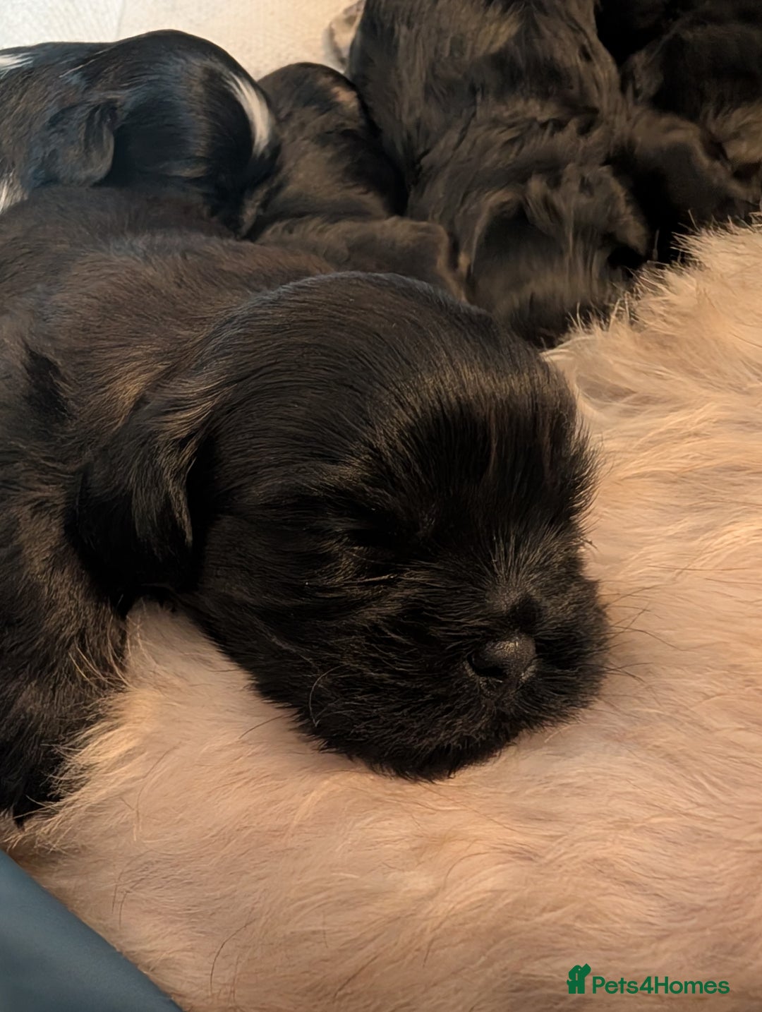 Mixed Breed dogs for sale: Beautiful Shi Tzu Puppies for sale.  - Advert 4