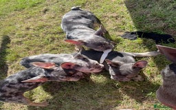 French Bulldog dogs for sale: Kc registered 12 week old French. Bulldogs  - Image 17