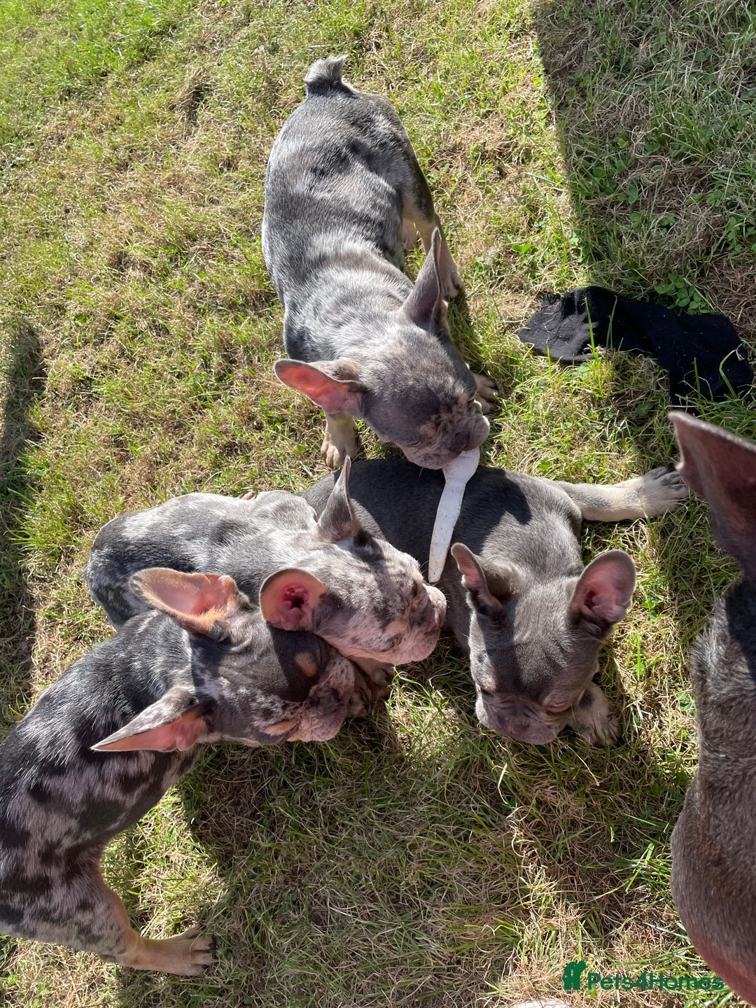 French Bulldog dogs for sale: Kc registered 12 week old French. Bulldogs  - Image 17