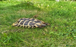 Hermann Tortoise reptiles for sale: Hermann Tortoise with enclosure - Image 1