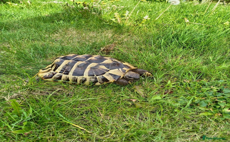 Hermann Tortoise reptiles - Advert 1
