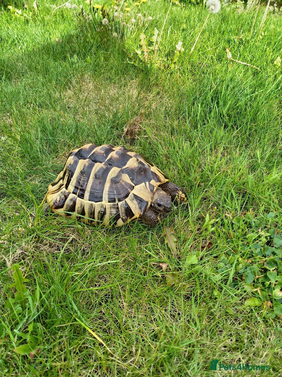 Hermann Tortoise reptiles for sale: Hermann Tortoise with enclosure - Image 1