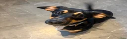 Chiweenie dogs for sale: Male chiweenie  - Advert 4