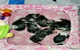 Miniature Dachshund dogs for sale: Charming Miniature Dachshund Puppies   - Image 2