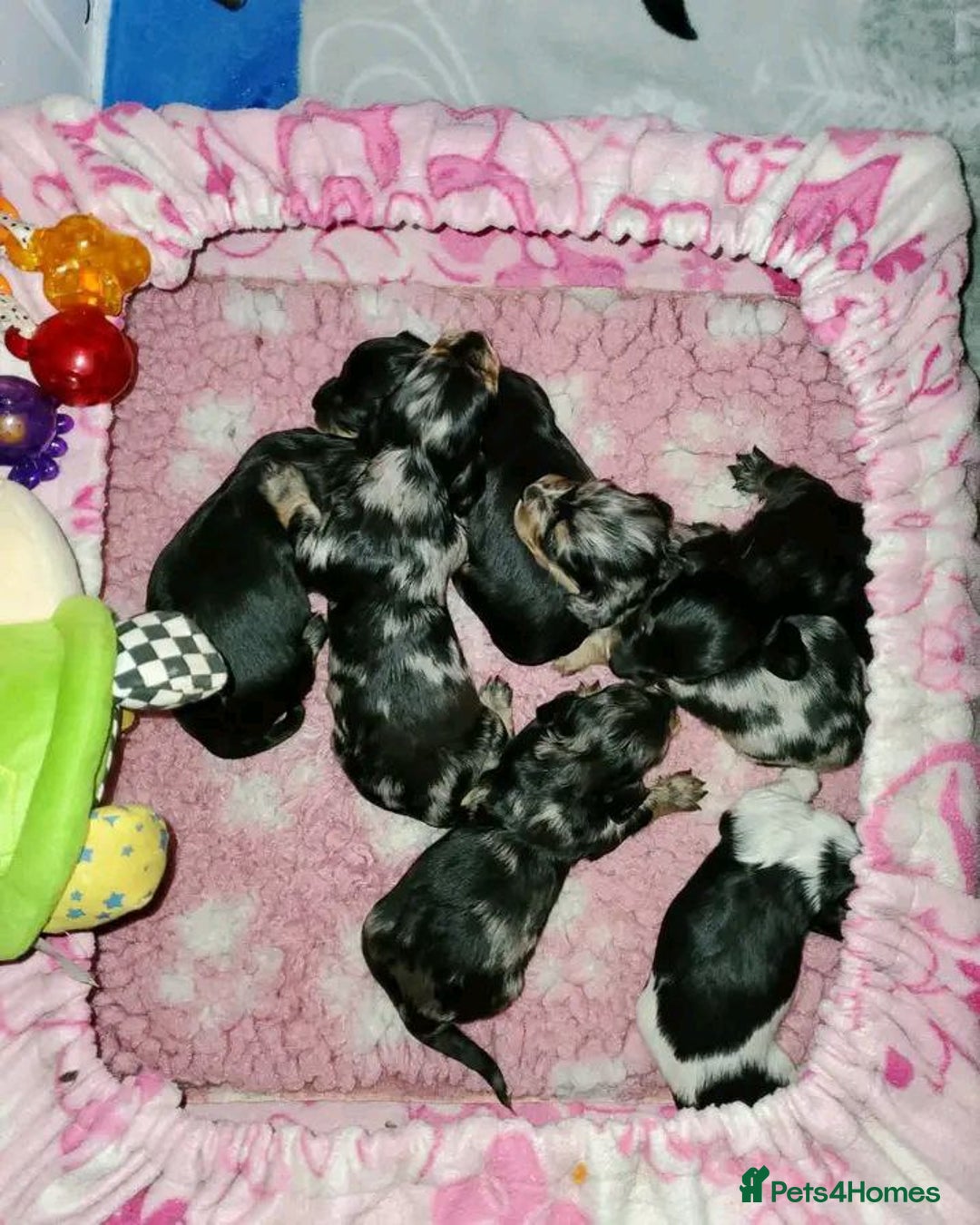 Miniature Dachshund dogs for sale: Charming Miniature Dachshund Puppies   - Image 2
