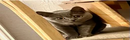 Mixed Breed cats for sale: Beautiful Grey British Shorthair Kitten - Advert 6
