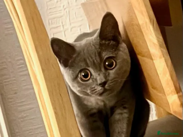 Mixed Breed cats for sale: Beautiful Grey British Shorthair Kitten 8 Month's - Advert 1