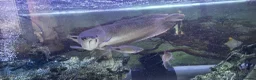 Other/Mixed Breed fish for sale: Large silver arowana - Advert 3