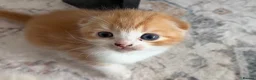 Scottish Fold cats for sale: Adorable kittens - Advert 10