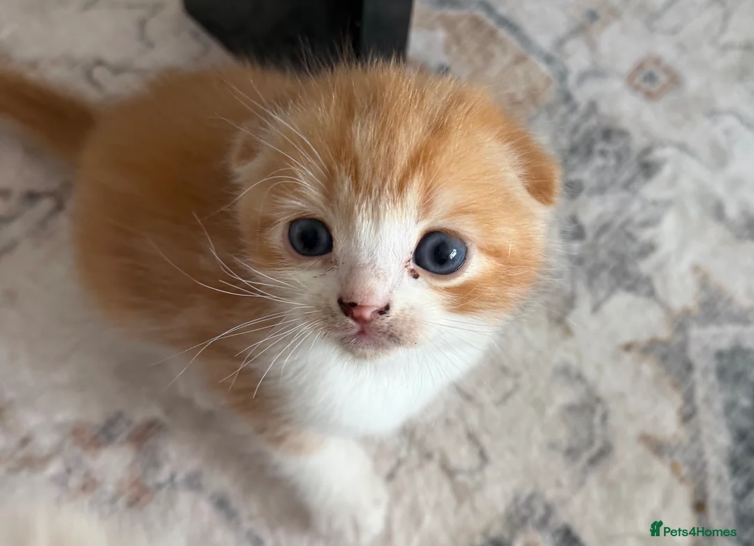 Scottish Fold cats for sale: Adorable kittens - Advert 10