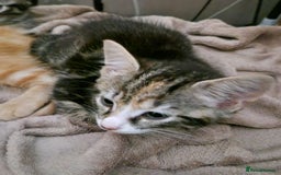 Mixed Breed cats for sale: Gorgeous Bundle Of Fluffy Kittens - Image 4