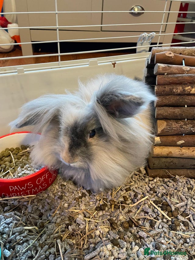 Female rabbit for sale for sale in Birmingham | Pets4Homes
