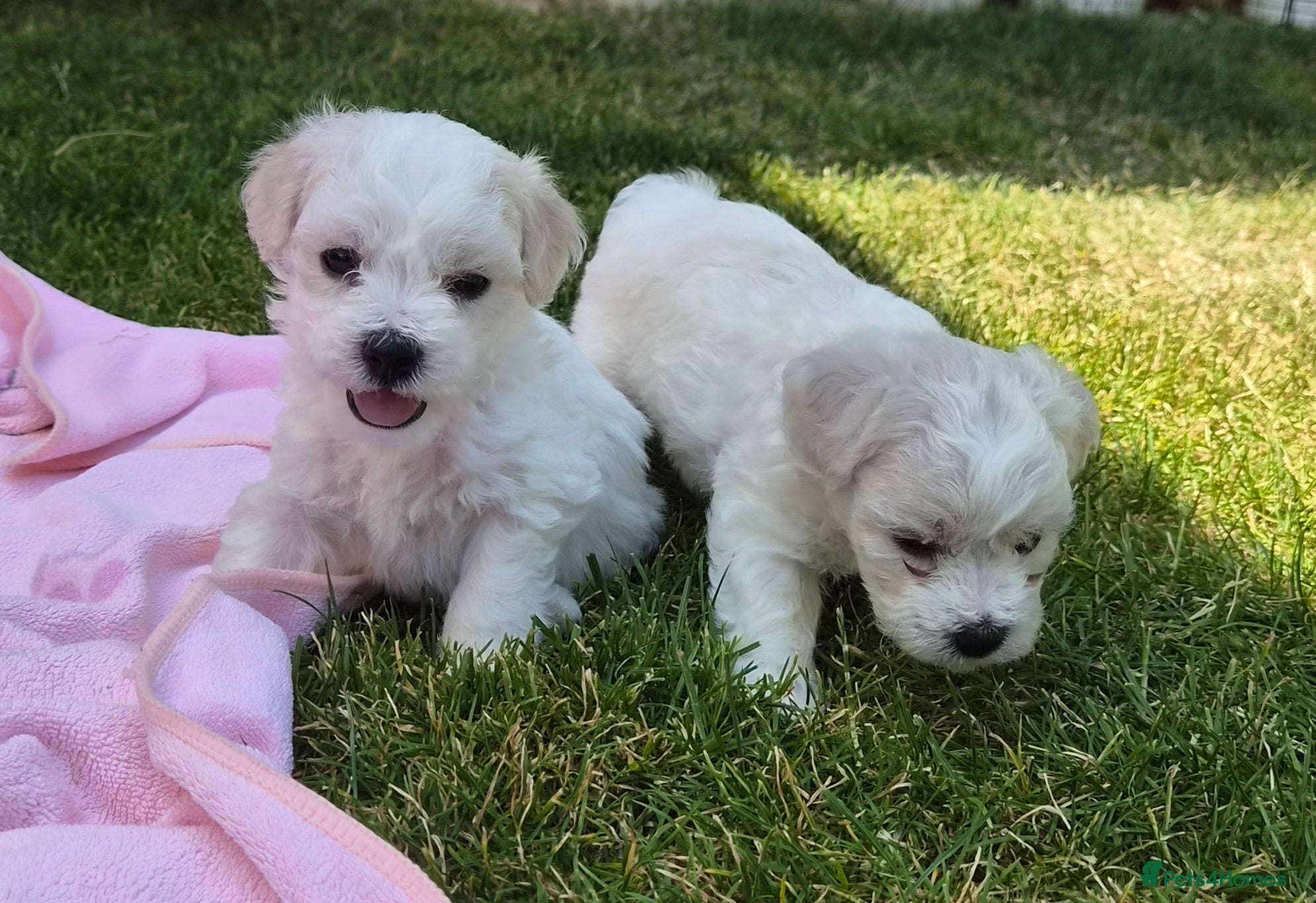 Bichon Frise dogs 2 BOYS LEFT Bichon Frise 2 boys 3 girls - Advert 1
