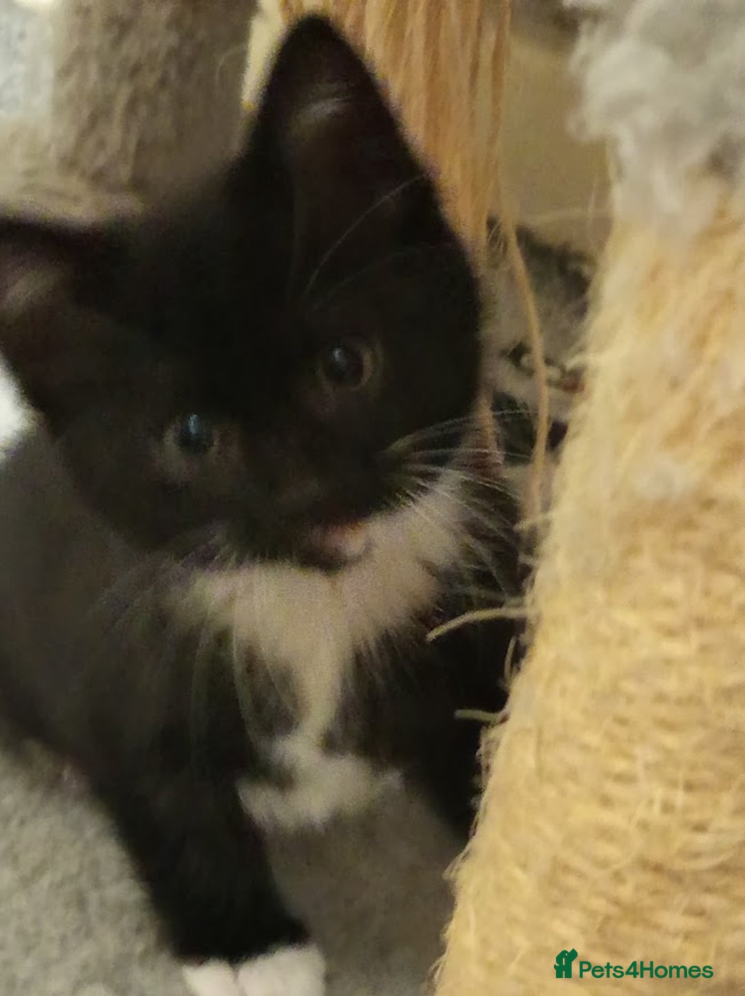 Mixed Breed cats for sale: Ready to leave 4 adorable kittens - Advert 12